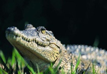 鳄鱼是冷血动物吗？