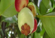 北方盆栽山竹的养殖多久？