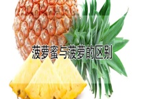 菠萝蜜与菠萝的区别？