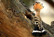 捕捉戴胜鸟犯法吗？