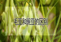毛豆和豌豆的区别？