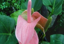 粉掌花变绿后怎么多久？