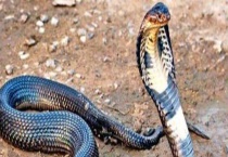 被毒蛇咬伤的急救办法 附处理多久？