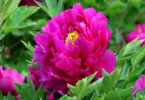 牡丹花一天之内几点开花