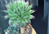 老桩为什么要用细高盆