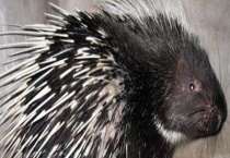 豪猪肠炎的防治方法 可以使用药物防治