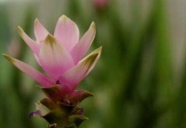 姜荷花的寓意和象征