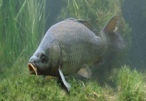 淡水鱼可不可以生吃 生活中有哪些常见的淡水鱼