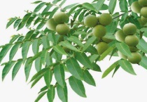 核桃树的春季修剪和管理