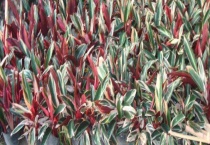 紫背竹芋怎么分盆