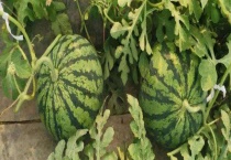 西瓜传播种子靠什么 西瓜品种有哪些？