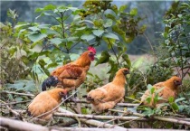 鸡胀气喂什么药好