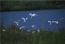 白鹭的外形和生活特点