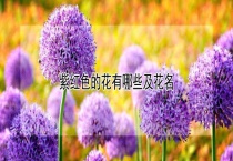 紫红色的花有哪些及花名