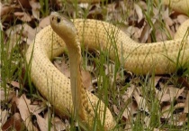 蛇如何过冬 蛇是卵生还是胎生