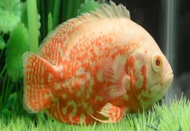 地图鱼怎么分公母 附地图鱼的饲养多久？