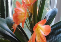 君子兰不长叶子怎么办 不长叶的原因是什么？