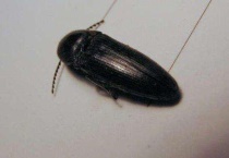 磕头虫是益虫还是害虫