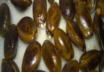 种子催芽方法五种多久？