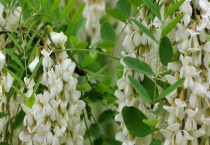 槐花什么时候开 花期可持续一周以上