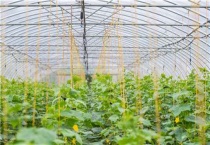 黄瓜只开雄花怎么办？