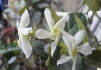 花叶络石的寓意是什么？