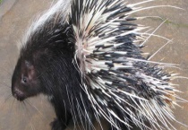 豪猪养殖场石灰消毒注意事项 有以下三方面