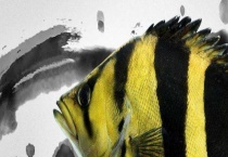 虎鱼和什么鱼混养？飞凤鱼可以跟虎鱼混养吗？