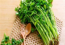 夏季香菜种子催芽多久？