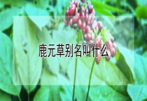鹿元草别名叫什么？