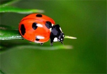 哪些瓢虫是益虫