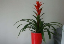 红远当头的养殖多久？