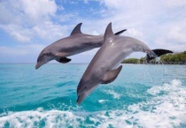 海豚睡觉的时候是什么样子