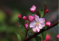 海棠花生小黑虫怎么办？