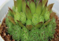 观音莲上霉怎么办？