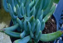 多肉蓝松开花后怎么办？