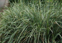 沿阶草和兰草的区别？