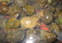 养一亩田螺有多少利润