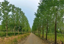 杨树冬季可以施肥吗？