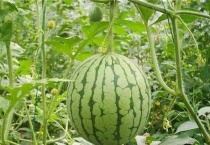 西瓜藤枯萎了怎么办？