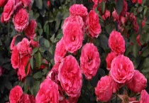 月季白粉病的防治方法 附危害症状和发生规律