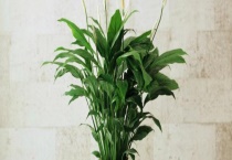 一帆风顺和滴水观音的区别？ 详细介绍