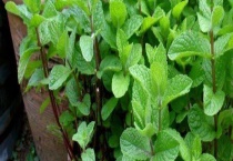 猫薄荷和薄荷的区别？ 猫薄荷和薄荷的作用和功效