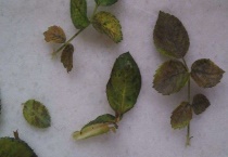 欧月叶子发黄怎么多久？