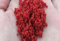 自制钓鱼小药配方大全 附药酒配方