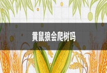 黄鼠狼会爬树吗？