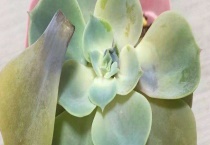 多肉水化是什么原因？