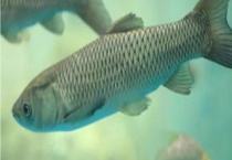 草鱼是如何繁殖的 草鱼怎么钓