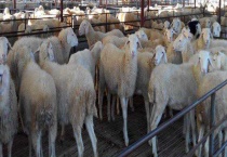 纯种小尾寒羊多少钱一只 附纯种小尾寒羊的鉴别多久？