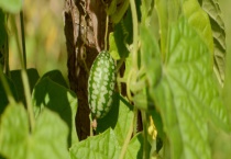 甜瓜是热性还是凉性？是酸性还是碱性 附吃甜瓜的好处